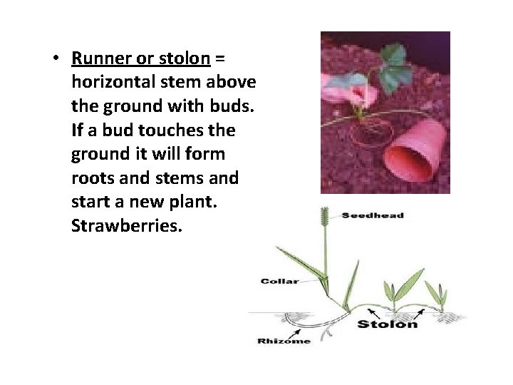  • Runner or stolon = horizontal stem above the ground with buds. If