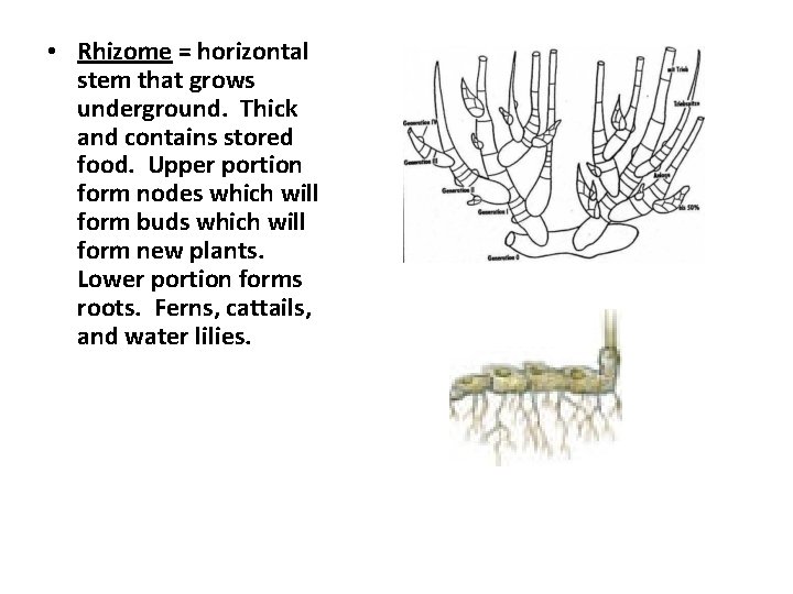  • Rhizome = horizontal stem that grows underground. Thick and contains stored food.