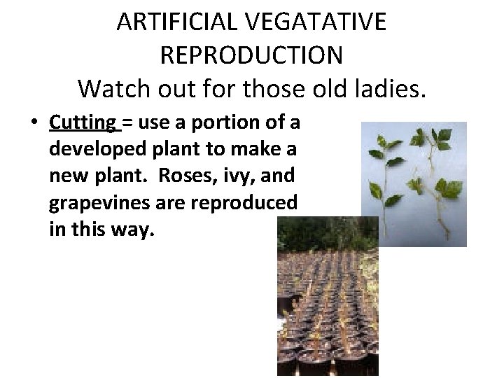 ARTIFICIAL VEGATATIVE REPRODUCTION Watch out for those old ladies. • Cutting = use a