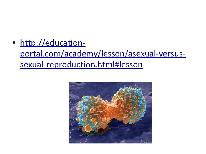  • http: //educationportal. com/academy/lesson/asexual-versussexual-reproduction. html#lesson 