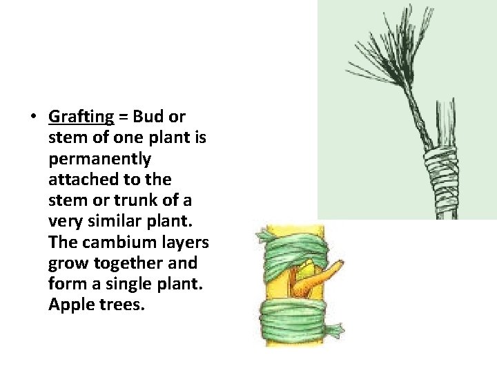  • Grafting = Bud or stem of one plant is permanently attached to