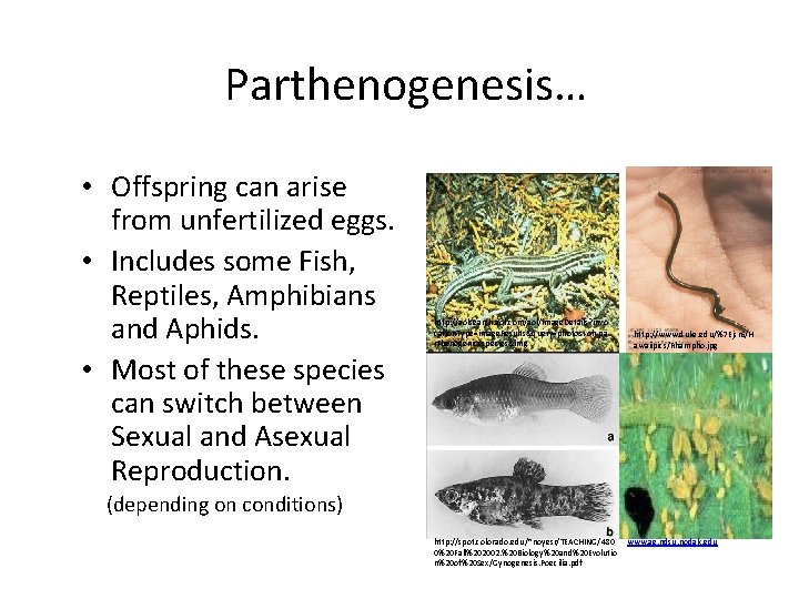 Parthenogenesis… • Offspring can arise from unfertilized eggs. • Includes some Fish, Reptiles, Amphibians