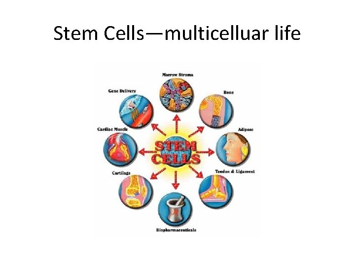 Stem Cells—multicelluar life 