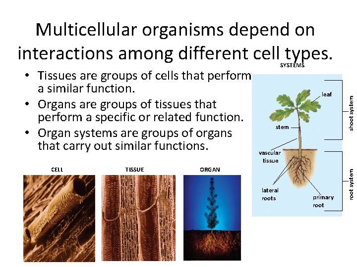 Multicellular organisms depend on interactions among different cell types. • Tissues are groups of