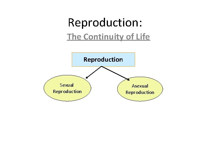 Reproduction: The Continuity of Life Reproduction Sexual Reproduction Asexual Reproduction 