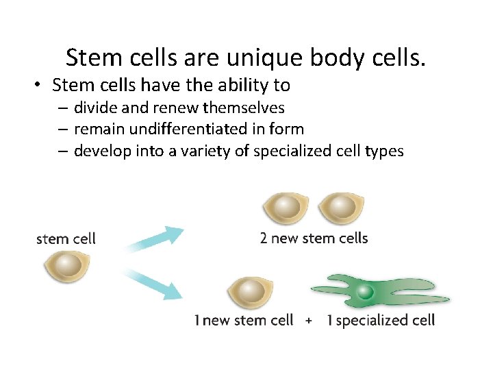 Stem cells are unique body cells. • Stem cells have the ability to –