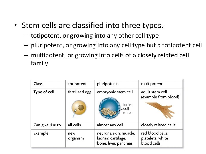  • Stem cells are classified into three types. – totipotent, or growing into