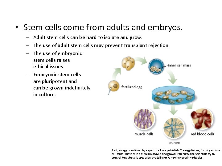  • Stem cells come from adults and embryos. – Adult stem cells can