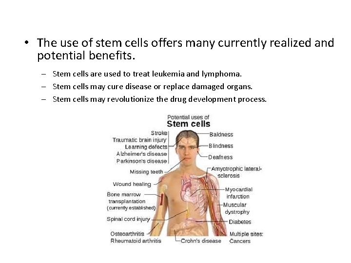  • The use of stem cells offers many currently realized and potential benefits.