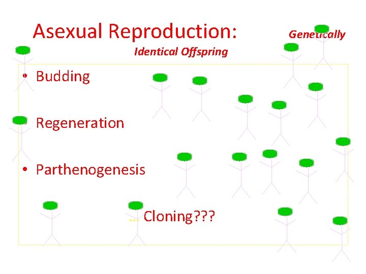 Asexual Reproduction: Identical Offspring • Budding • Regeneration • Parthenogenesis … Cloning? ? ?