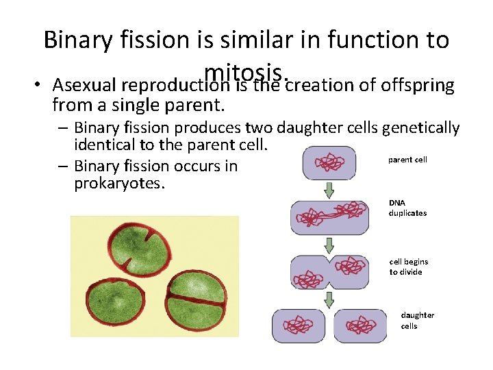 Binary fission is similar in function to mitosis. • Asexual reproduction is the creation