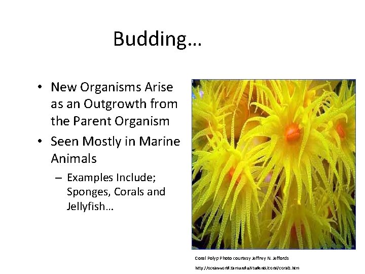 Budding… • New Organisms Arise as an Outgrowth from the Parent Organism • Seen