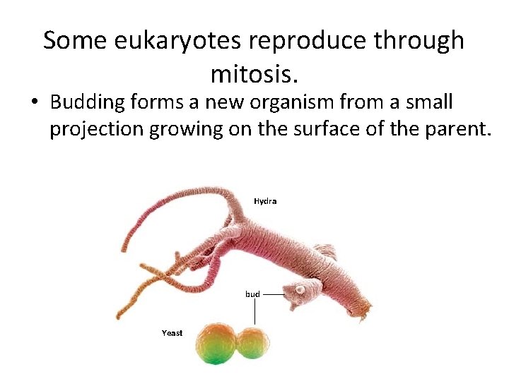 Some eukaryotes reproduce through mitosis. • Budding forms a new organism from a small