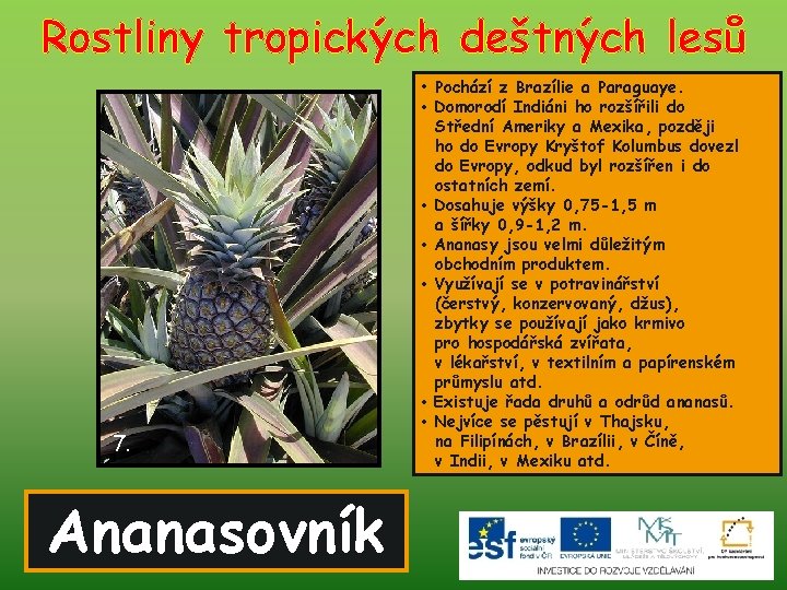 Rostliny tropických deštných lesů • Pochází z Brazílie a Paraguaye. 7. Ananasovník • Domorodí