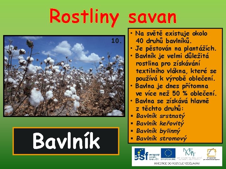 Rostliny savan 10. Bavlník • Na světě existuje okolo 40 druhů bavlníků. • Je