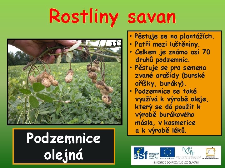 Rostliny savan 11. Podzemnice olejná • Pěstuje se na plantážích. • Patří mezi luštěniny.