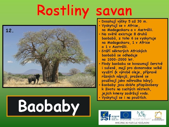 Rostliny savan 12. Baobaby • Dosahují výšky 5 až 30 m. • Vyskytují se