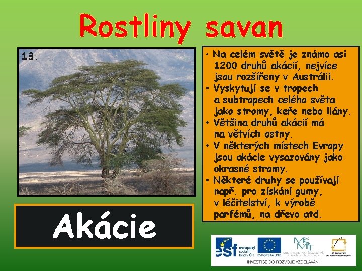 Rostliny savan 13. Akácie • Na celém světě je známo asi 1200 druhů akácií,