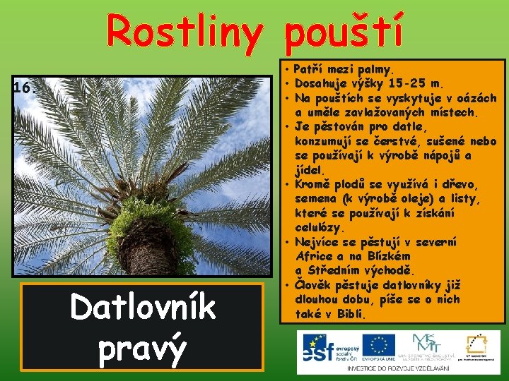 Rostliny pouští 16. Datlovník pravý • Patří mezi palmy. • Dosahuje výšky 15 -25