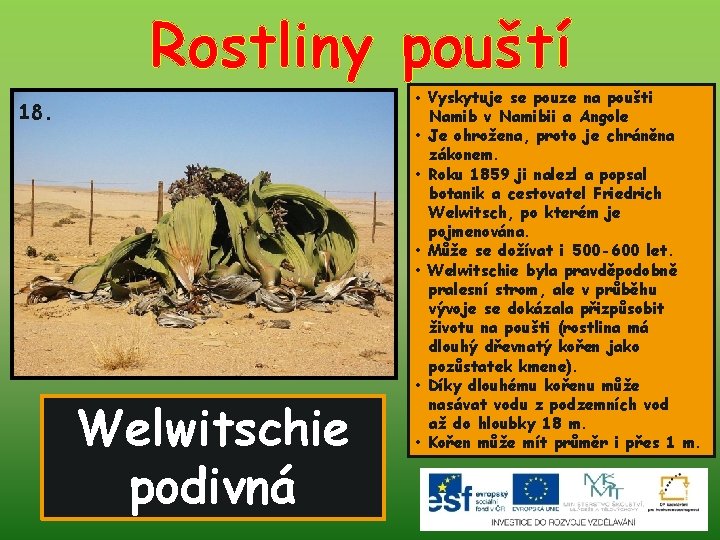 Rostliny pouští 18. Welwitschie podivná • Vyskytuje se pouze na poušti Namib v Namibii