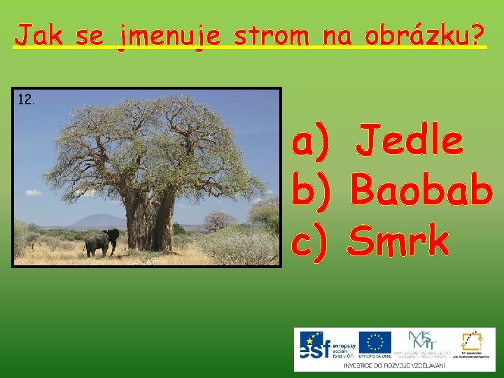 Jak se jmenuje strom na obrázku? 12. a) Jedle b) Baobab c) Smrk 