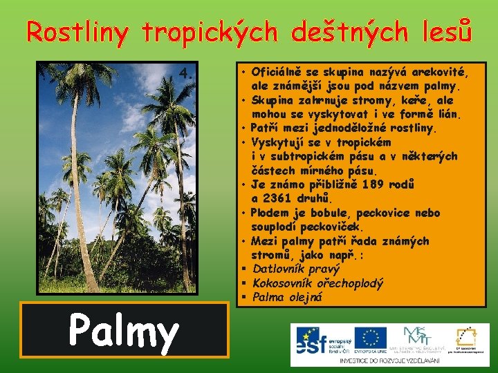 Rostliny tropických deštných lesů 4. Palmy • Oficiálně se skupina nazývá arekovité, ale známější