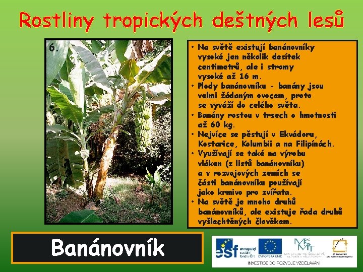 Rostliny tropických deštných lesů 6. Banánovník • Na světě existují banánovníky vysoké jen několik