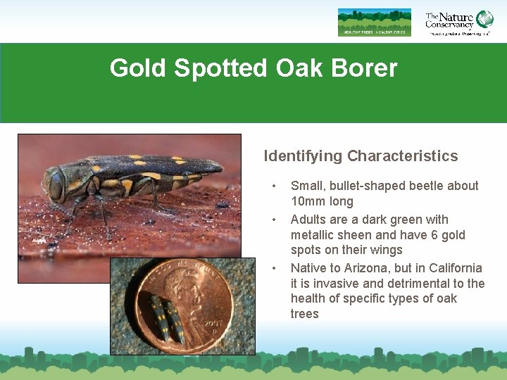 Gold Spotted Oak Borer Identifying Characteristics • • • Small, bullet-shaped beetle about 10