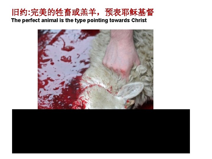 旧约: 完美的牲畜或羔羊，预表耶稣基督 The perfect animal is the type pointing towards Christ 