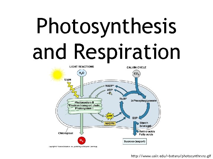 Photosynthesis and Respiration http: //www. ualr. edu/~botany/photosynthrxns. gif 