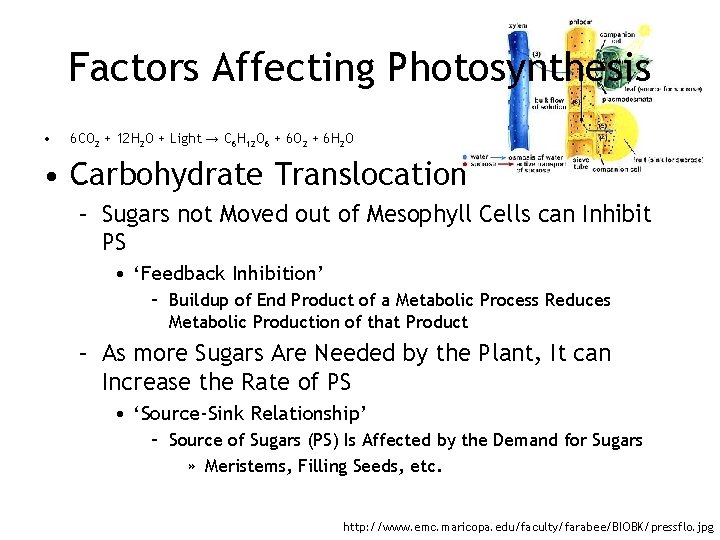 Factors Affecting Photosynthesis • 6 CO 2 + 12 H 2 O + Light Factors Affecting Photosynthesis • 6 CO 2 + 12 H 2 O + Light