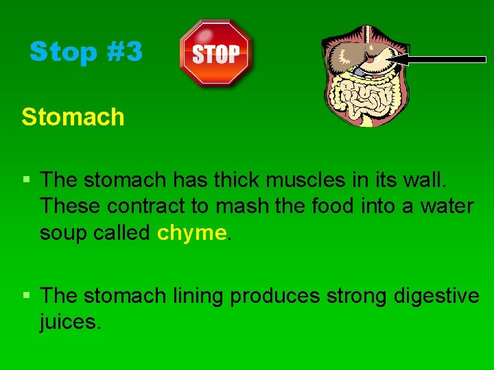 Stop #3 Stomach § The stomach has thick muscles in its wall. These contract