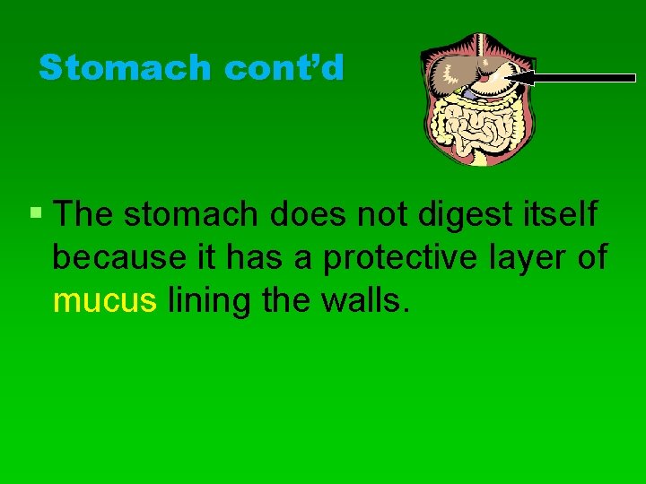 Stomach cont’d § The stomach does not digest itself because it has a protective