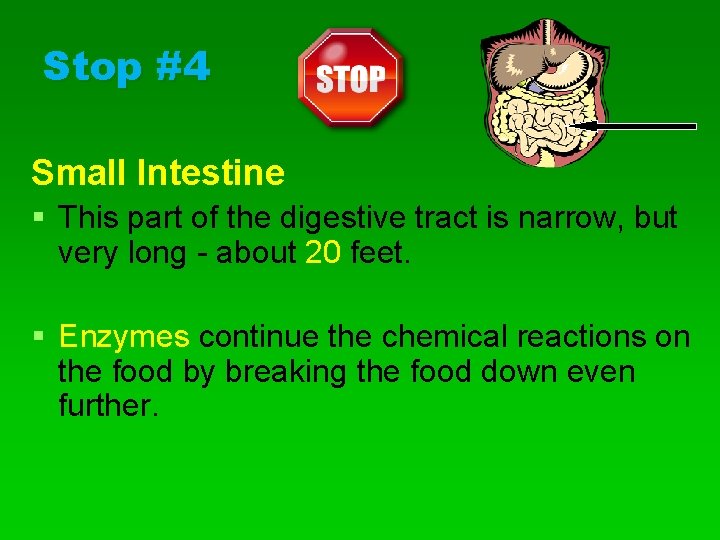Stop #4 Small Intestine § This part of the digestive tract is narrow, but
