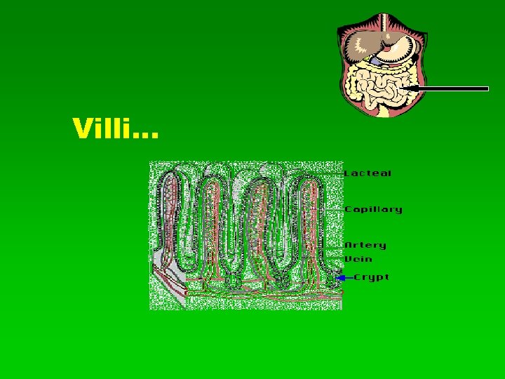 Villi… 