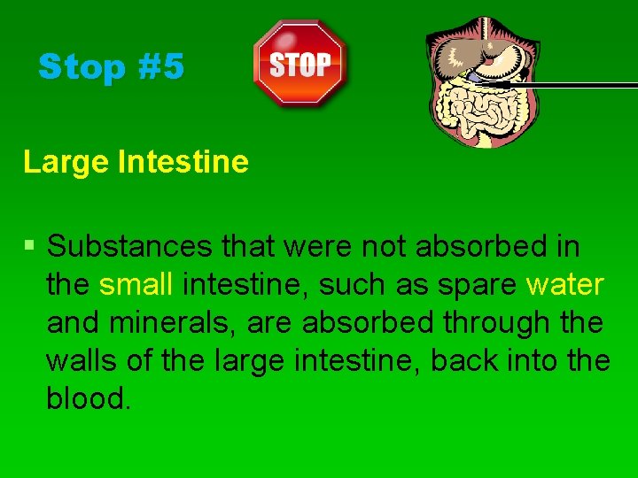Stop #5 Large Intestine § Substances that were not absorbed in the small intestine,