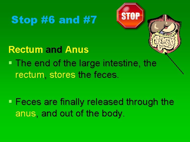 Stop #6 and #7 Rectum and Anus § The end of the large intestine,