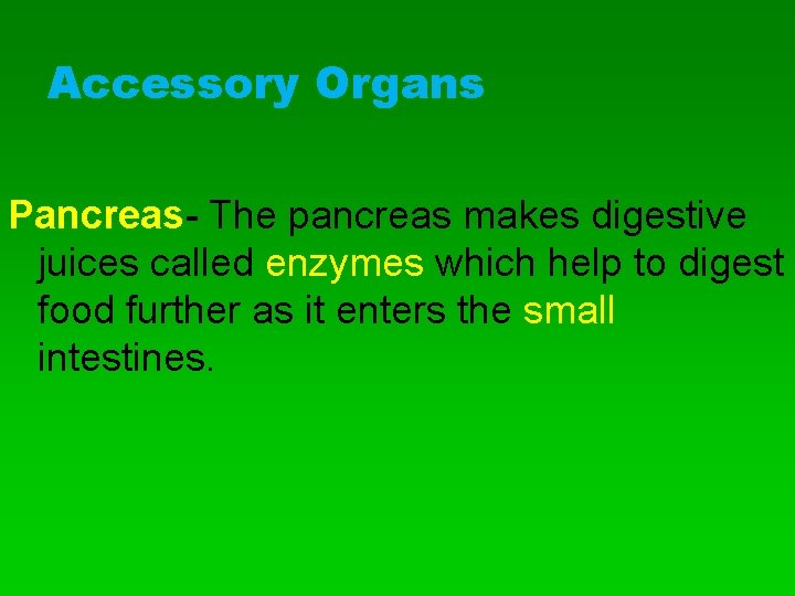 Accessory Organs Pancreas- The pancreas makes digestive juices called enzymes which help to digest