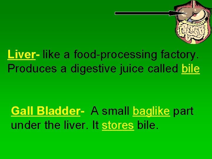 Liver- like a food-processing factory. Produces a digestive juice called bile Gall Bladder- A