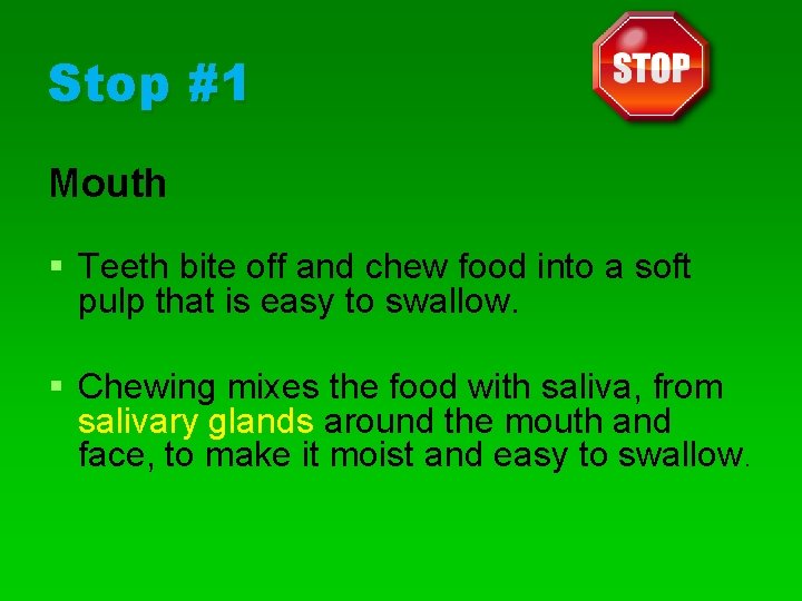 Stop #1 Mouth § Teeth bite off and chew food into a soft pulp