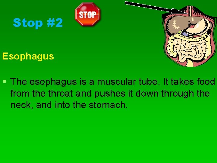 Stop #2 Esophagus § The esophagus is a muscular tube. It takes food from