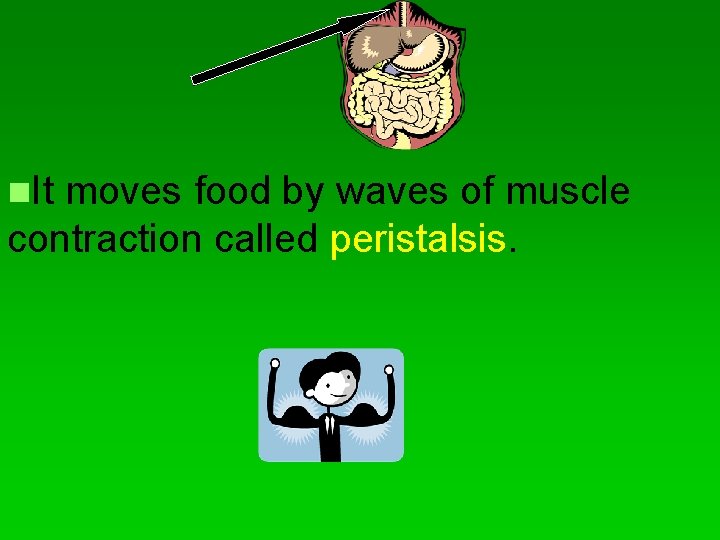 n. It moves food by waves of muscle contraction called peristalsis. 