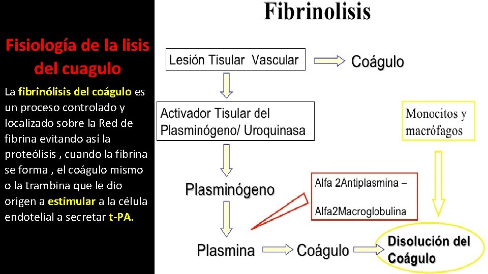 Fisiología de la lisis del cuagulo La fibrinólisis del coágulo es un proceso controlado