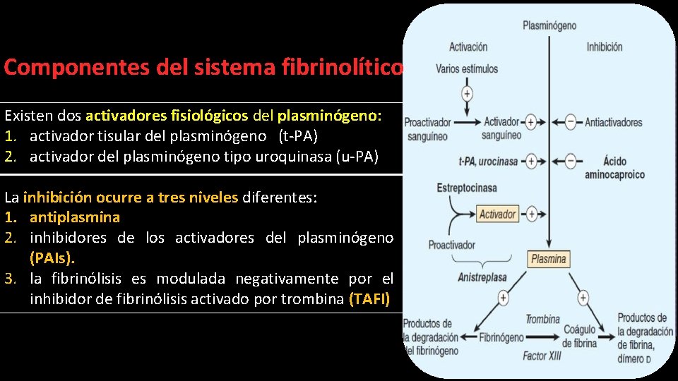 Componentes del sistema fibrinolítico Existen dos activadores fisiológicos del plasminógeno: 1. activador tisular del