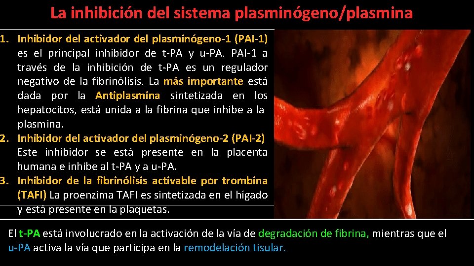 La inhibición del sistema plasminógeno/plasmina 1. Inhibidor del activador del plasminógeno-1 (PAI-1) es el