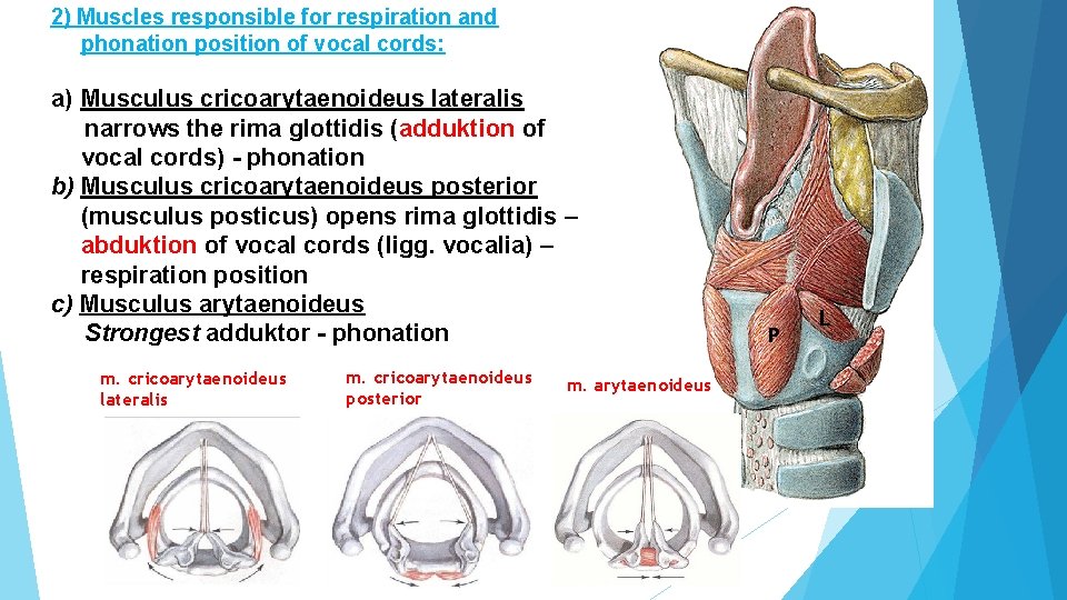 2) Muscles responsible for respiration and phonation position of vocal cords: a) Musculus cricoarytaenoideus