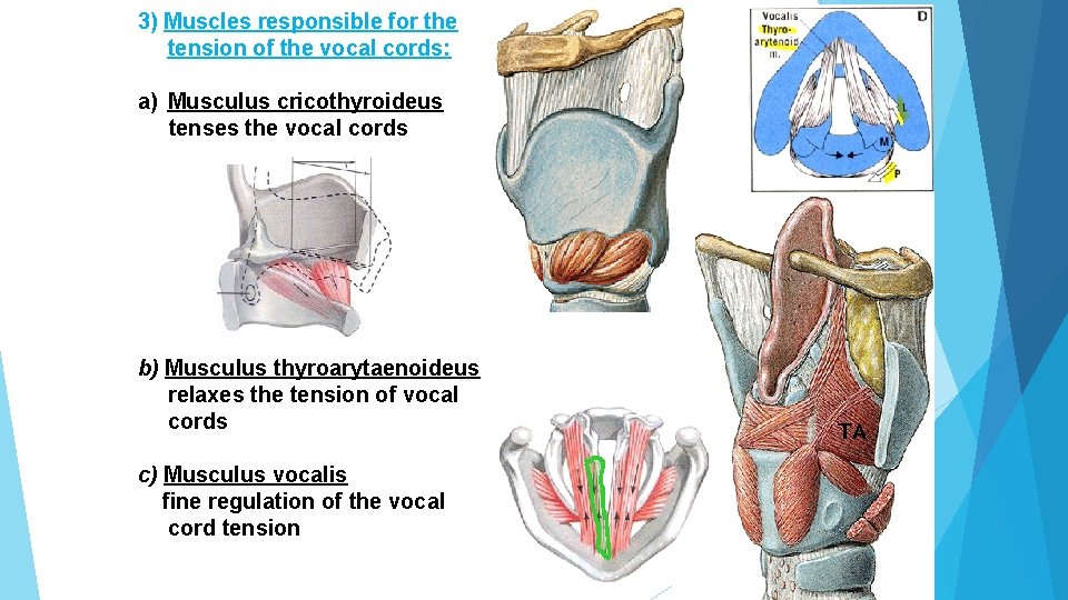 3) Muscles responsible for the tension of the vocal cords: a) Musculus cricothyroideus tenses