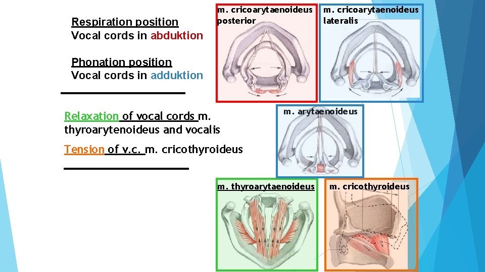 Respiration position Vocal cords in abduktion m. cricoarytaenoideus posterior m. cricoarytaenoideus lateralis Phonation position