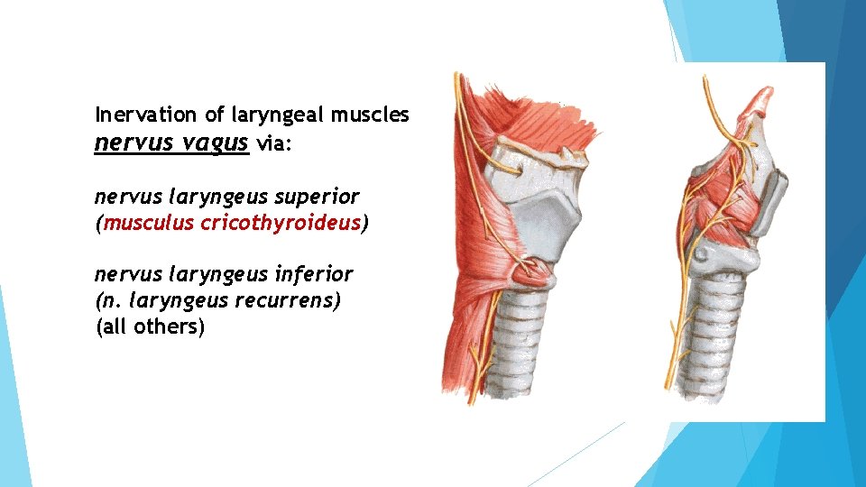 Inervation of laryngeal muscles nervus vagus via: nervus laryngeus superior (musculus cricothyroideus) nervus laryngeus