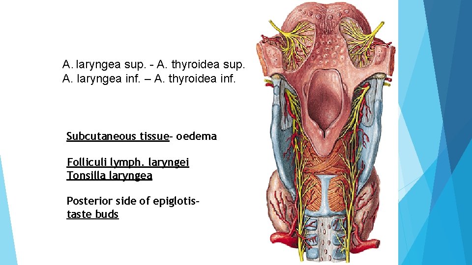 A. laryngea sup. - A. thyroidea sup. A. laryngea inf. – A. thyroidea inf.